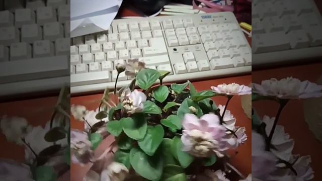 Фиалка Pink Mint (трейлер) смотреть онлайн