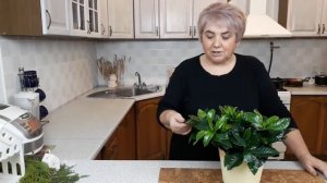 ГАРДЕНИЯ. Мои цветы. Мой опыт.