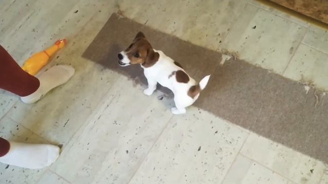 Джек-рассел-терьер, учим команду лежать.