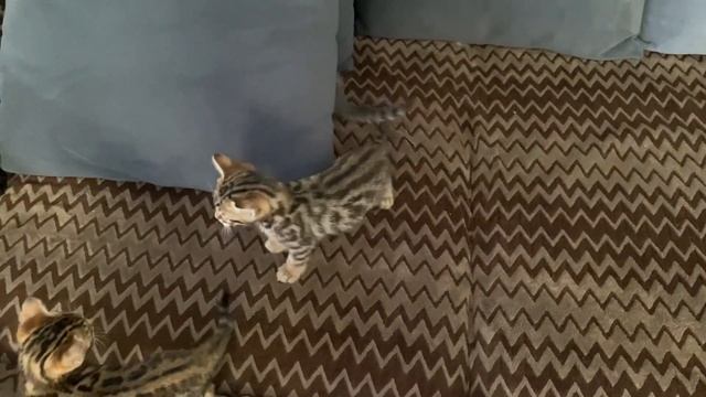 ✅Бенгальские котята моей Манисы: Сегодня 1 мес 9 дней/16.06.23 16:00 смотреть онлайн