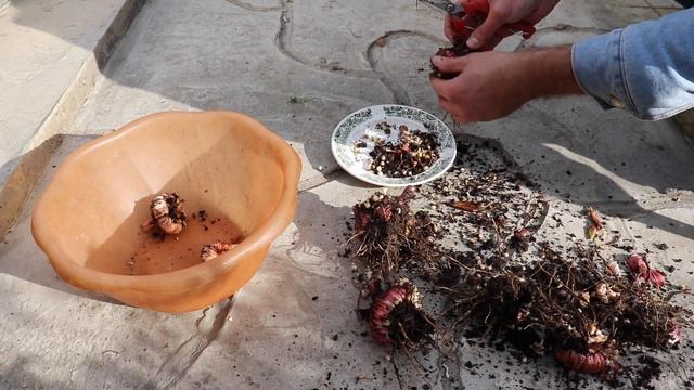 Как правильно выкапывать и хранить гладиолусы? смотреть онлайн