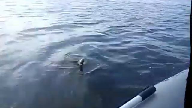 С внуком на рыбалке смотреть онлайн