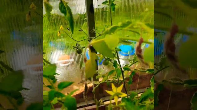 УРОЖАЙ ДЕВАТЬ НЕ КУДА.😃САЙМОН ПОЙМАЛ МЫШКУ.🐈🐀 смотреть онлайн