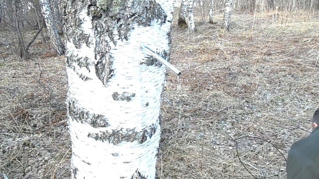 Как правильно брать берёзовый сок смотреть онлайн