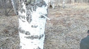 Как правильно брать берёзовый сок