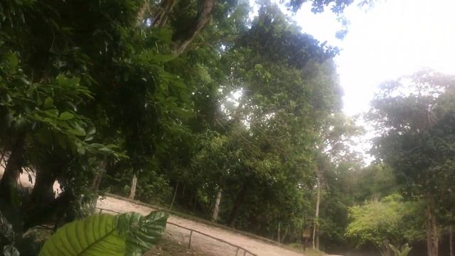 Гватемала.Тикаль.Руины Майя.Археологический комплекс.Август2017 смотреть онлайн