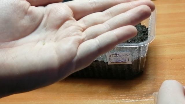 Выращивание клубневой бегонии из семян. Посев клубневой бегонии на рассаду.