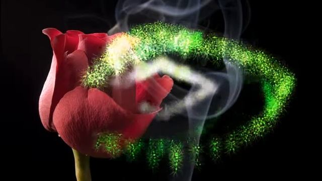 ФУТАЖИ **РОЗЫ** ДЛЯ ВИДЕОМОНТАЖА смотреть онлайн