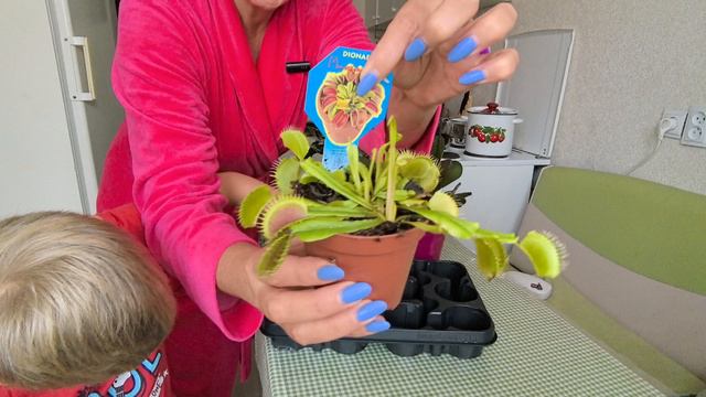 мухоловка смотреть онлайн