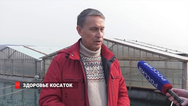 СОСТОЯНИЕ ЗДОРОВЬЯ КОСАТОК И БЕЛУХ смотреть онлайн