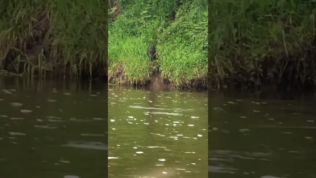 Несколько интересных фактов о бобрах ? смотреть онлайн