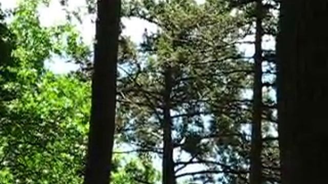 Карасан, Утес, Крым - парк.