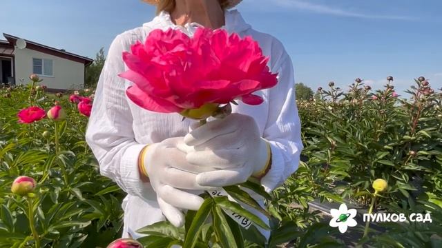 Cytherea Peony. Цитерия пион. Пулков сад