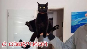 Приколы с котами😂! СМЕШНЫЕ КОТЫ С ОЗВУЧКОЙ! Приколы с животными 2024!