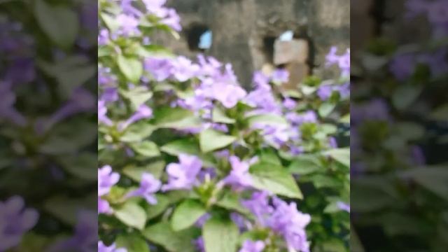 Philippine Violet Cristata Barleria Flowering Plant смотреть онлайн