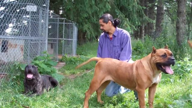 Presa Canarios And Cane Corso