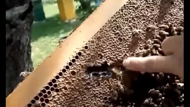 Забрус - еще одно пчелиное чудо смотреть онлайн