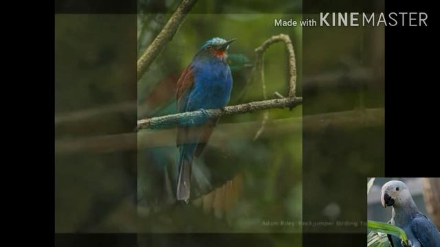 Синеголовая щурка. смотреть онлайн