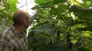 ОГУРЕЦ КРИСТИНА F1. МИНЕР НА ОГУРЦАХ. КЛИМАТ В ТЕПЛИЦЕ (01-10-2018)