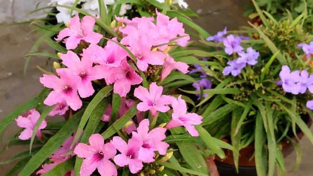 Beautiful bloom on my pink,purple and white mexican petunia flowers-Urdu смотреть онлайн