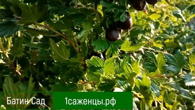 Крыжовник Черная Капля смотреть онлайн