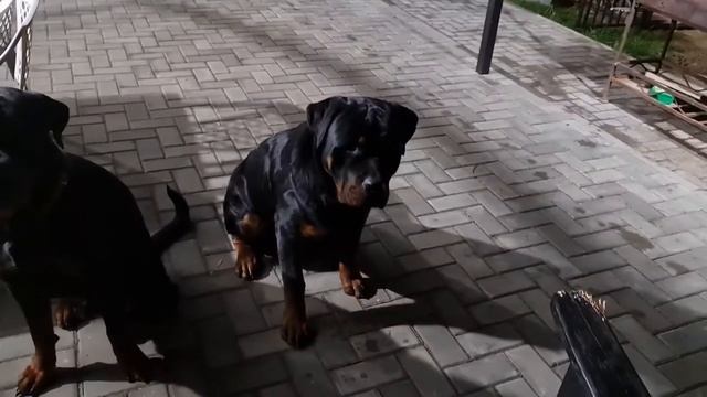 Кормление ротвейлеров. Прикол. смотреть онлайн