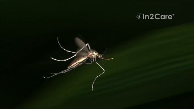 Video In2Care Mosquito Station US смотреть онлайн