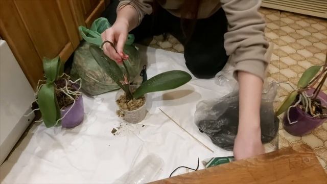 Пересадка больных орхидей смотреть онлайн