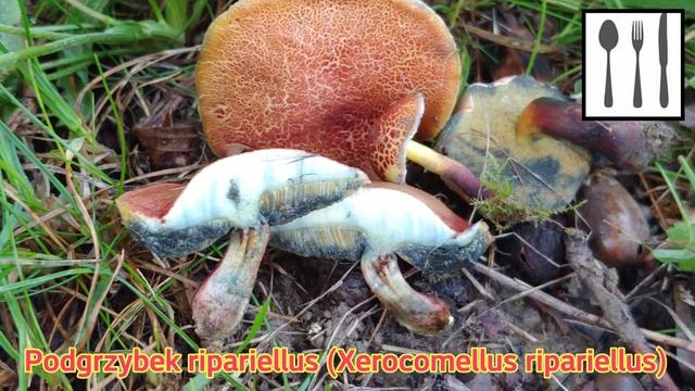 Podgrzybek ripariellus (Xerocomellus ripanelus) Śląsk смотреть онлайн