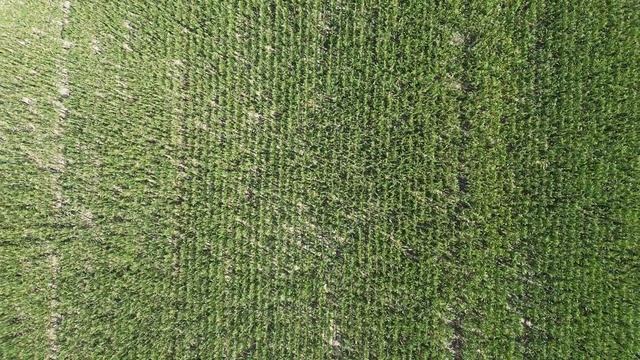 Гибрид AGN 591, Студенческое айылы #agn591