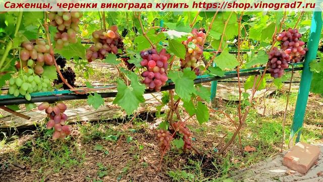 Парад сортов на 27.07.24 года - виноград БЕШЕВСКИЙ окрашивание, созревание, характеристики. смотреть онлайн