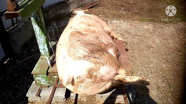 Живой вес 180 кг при убое в 7 месяцев от рождения, 127 кг вес тушки, порода КБ. смотреть онлайн