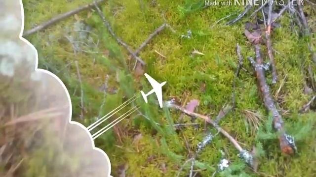 Мир леса. Мох. Научное видео??????? смотреть онлайн