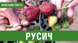 Клубника. Описание сорта Русич. Айтжанова Светлана Дмитриевна о сортах земляники.