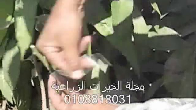 تطعيم المانجو.wmv смотреть онлайн