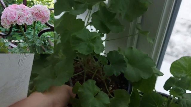 Пеларгония на подоконнике зимой
