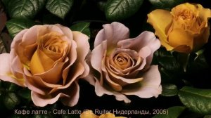 Как распускается роза  Кафе латте - Cafe Latte (De Ruiter Нидерланды, 2005)