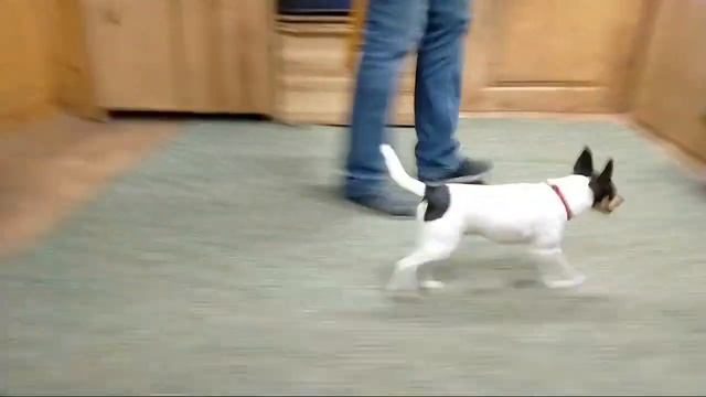 Yakubovskie.ru dog-show CIRCUS о той-фокстерьерах.Особенности дрессировки и характера редкой породы смотреть онлайн