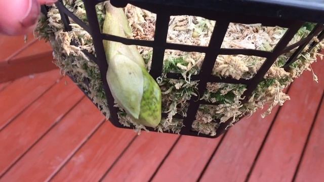 Цветонос на орхидее стангопея . Единственный ! -)) смотреть онлайн