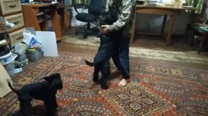 Цвергшнауцеры. ИГРЫ с цвергами.