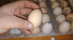 как отобрать яйцо на инкубацию.
