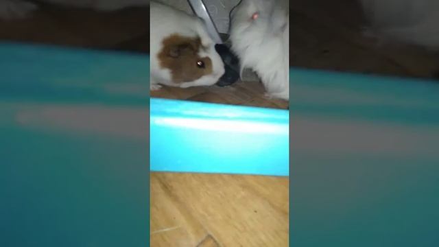 Самые милые морские свинки? смотреть онлайн