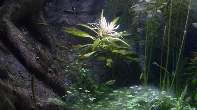 Аквариум. Video Relaxing Romantic Music For Stress Relief - Aquarium Footage смотреть онлайн