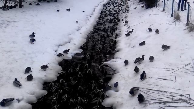 Массовое нашествие уток в Петергофе смотреть онлайн
