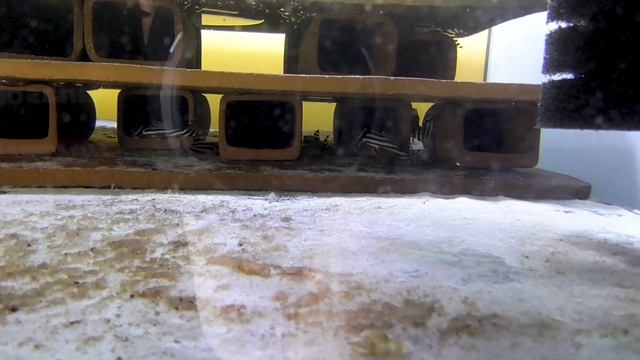 Zbrojniki Zebra (zbrojniki Zebrowate) - Hypancistrus Zebra (L046, L098)