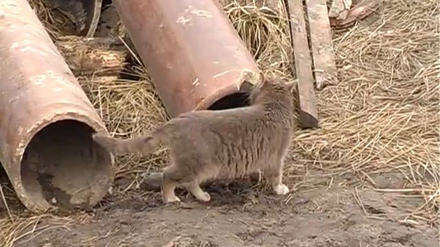 Мухавецкий потоп смотреть онлайн