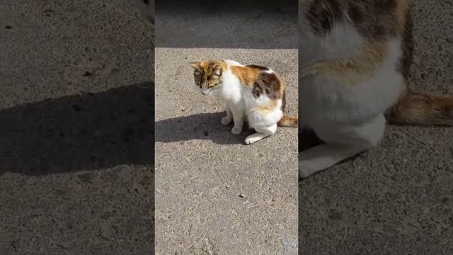 Милая трёхцветная кошка приносящая удачу возле машины ? Nice cute calico cat & car ? Kucing lucu смотреть онлайн