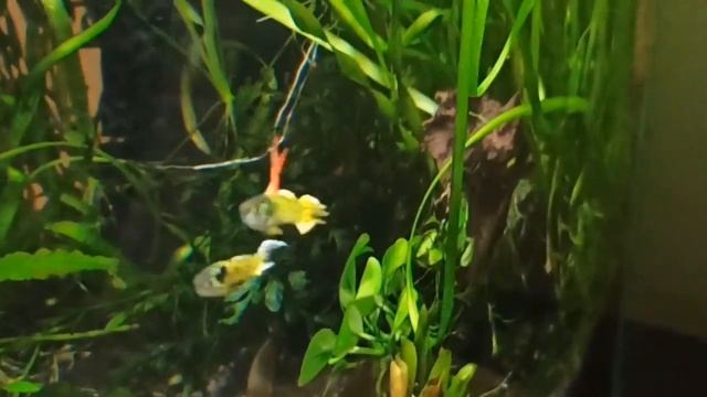Мой 30 л аквариум/Гуппи эндлера креветки растения/My 30L Tank/ Guppy Endler
