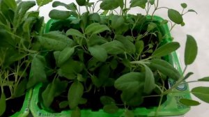 Выращиваем лекарственный шалфей на подоконнике