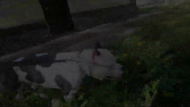 Амстафф РКФ Танк в одуванчиках/ Amstaff In Flowers